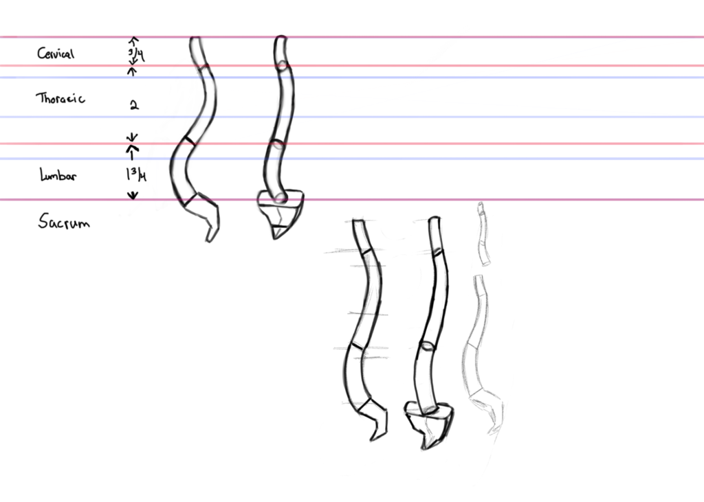 Spine Practice